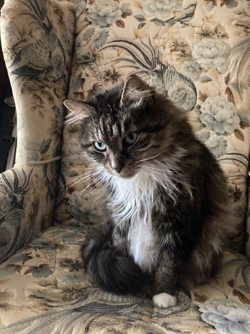 photo of a long-haired brown tabby cat sitting in an old armchair